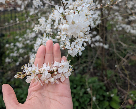 A Year of Growth: The Challenges and Joys of a Nature-Inspired Jewellery Business